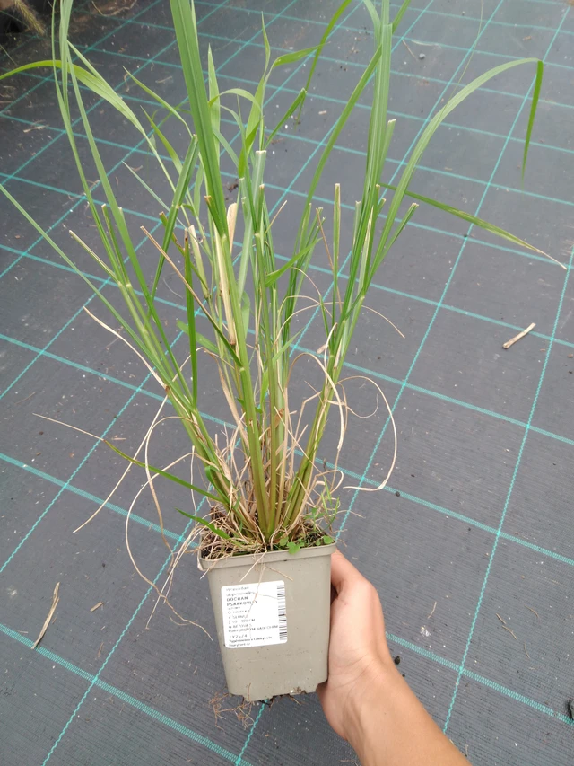 Dochan psárkovitý viridescens - 10. 9. 2025