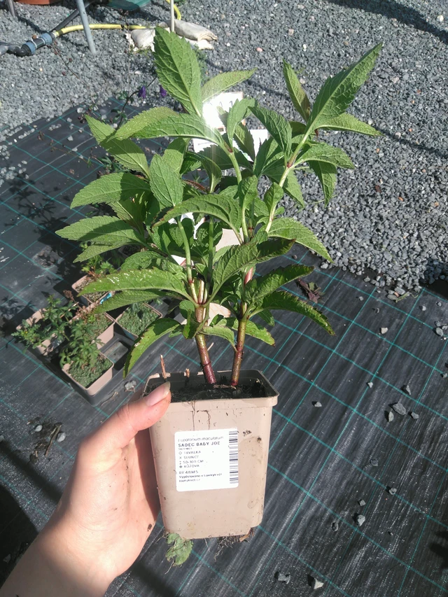 Punavirma Baby Joe - 11. 7. 2025