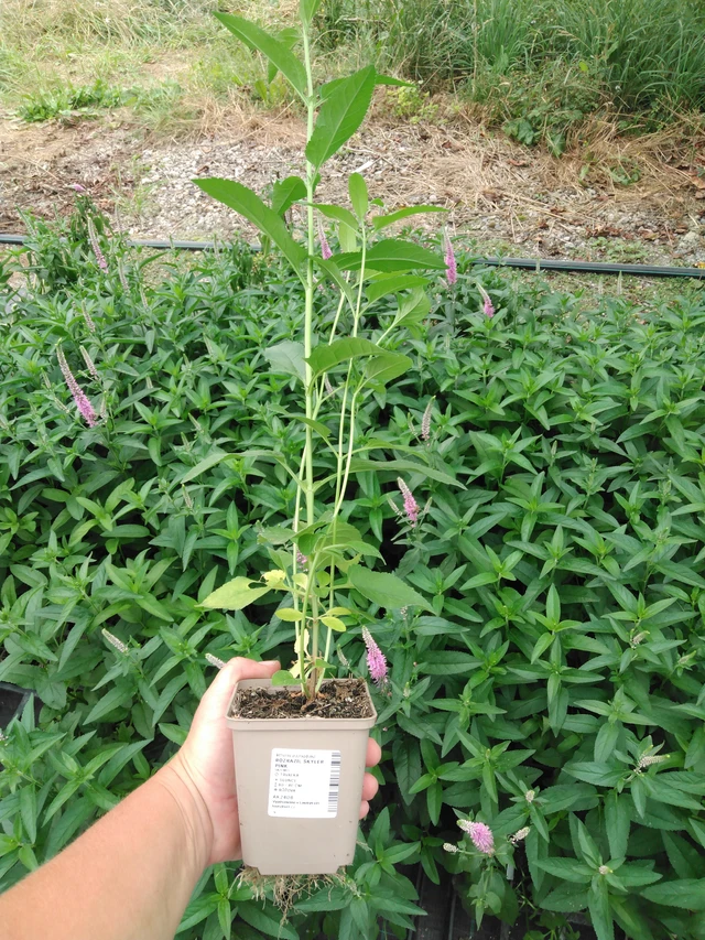 Veronica Skyler Pink - 2024