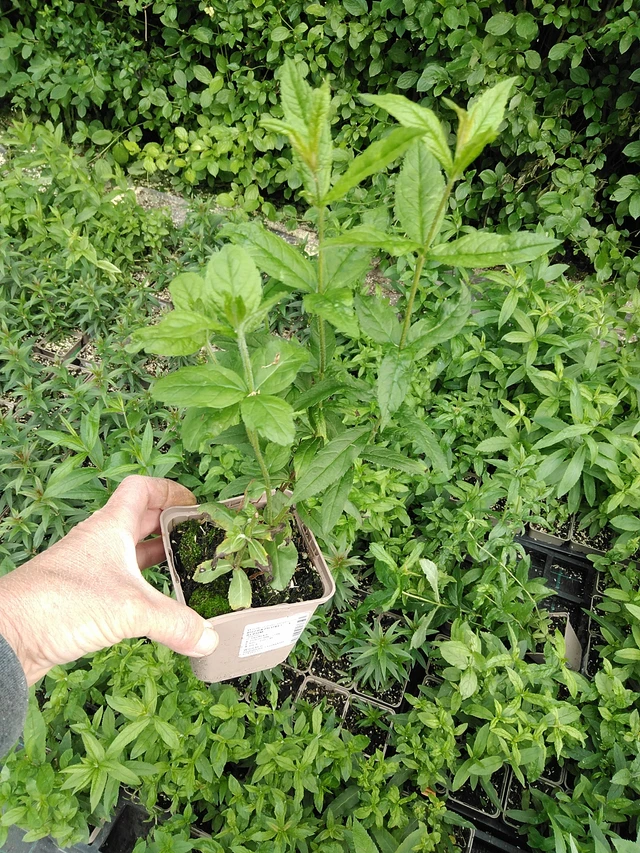 Rozrazilovec Album - 9. 6. 2025