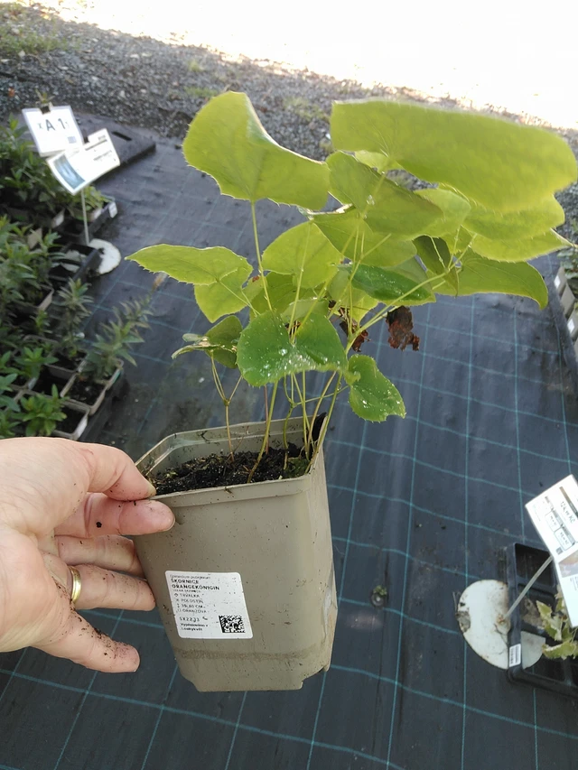 Epimedio Orangekönigin - 19. 8. 2025