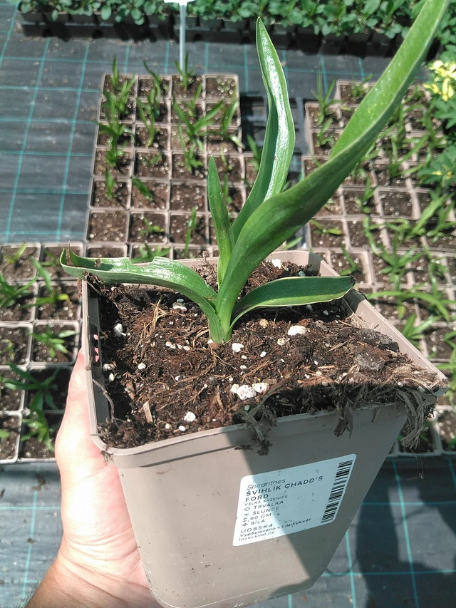 Physostegia Chadd's Ford - 24. 6. 2025