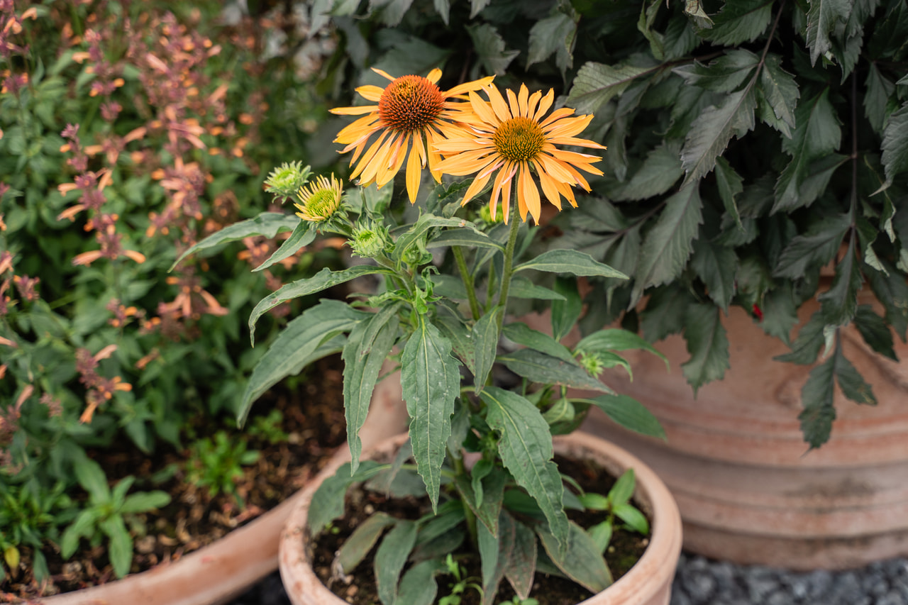 Ameriški slamnik Big Kahuna, Loukykvět