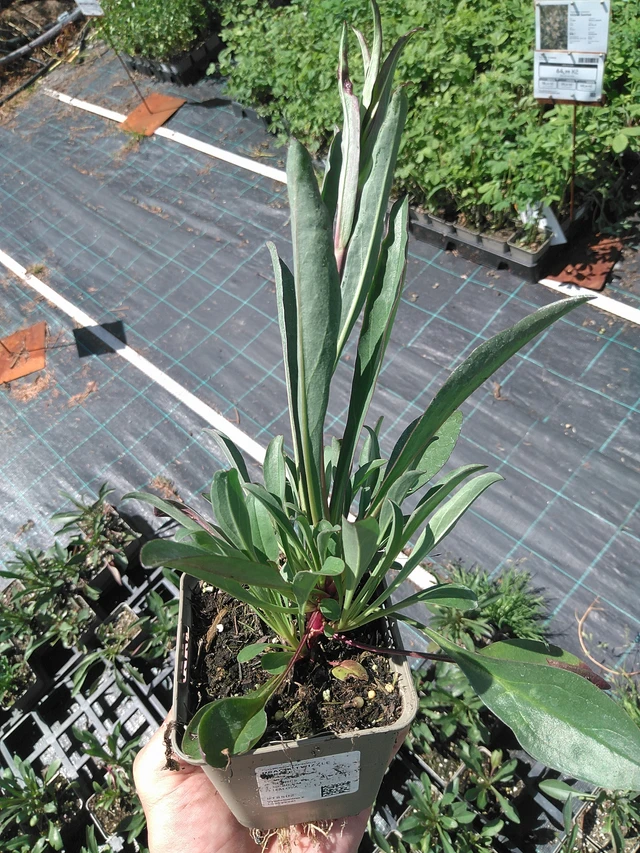 Flor de dragón Twizzle Purple - 24. 6. 2025