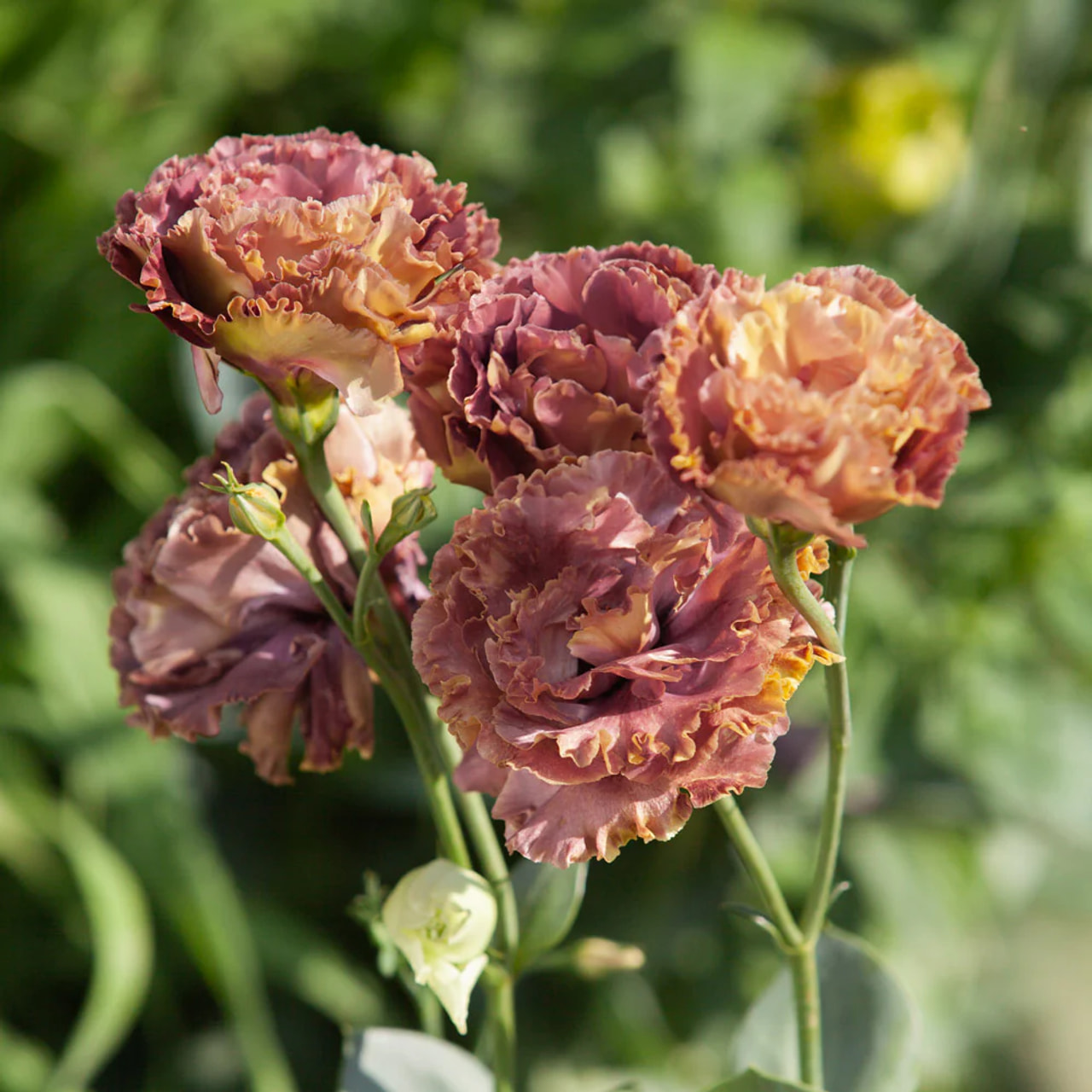 Eustoma Rosanne 2 Terracotta, Loukykvět