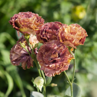 Eustoma Rosanne 2 Terracotta, Loukykvět