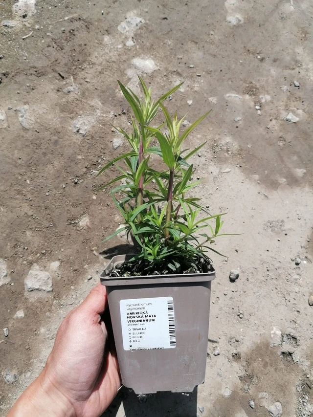 Amerikanvuoriminttu Virginianum - 2024