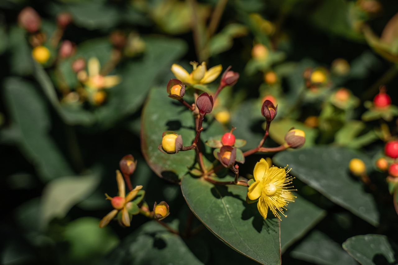 Johanniskraut Globo Raspberry, Loukykvět