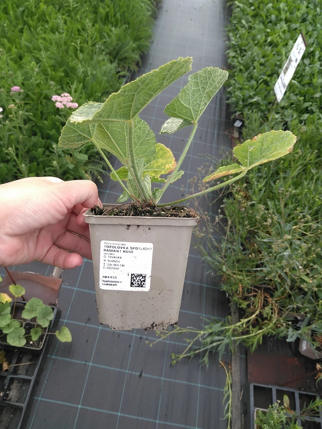 Topolovka Spotlight Radiant Rose - 11. 7. 2025