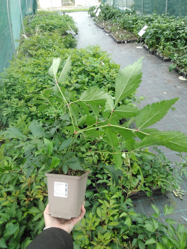 Astilbe Gloria Purpurea - 2024