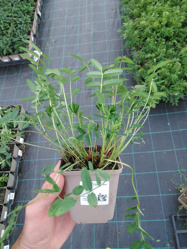 Veriruusuke Pink Tanna - 23. 4. 2025