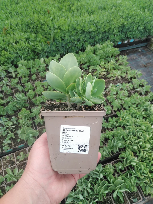 Sedum Star Dust - 19. 5. 2025