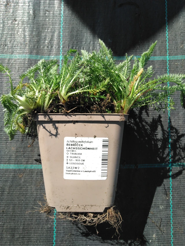 Řebříček Lachsschönheit - 3. 4. 2025