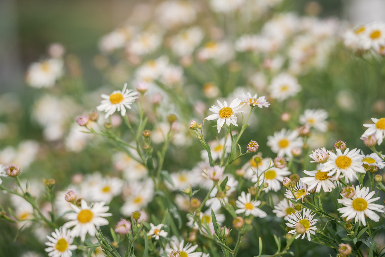 Boltonia Snowbank, Loukykvět