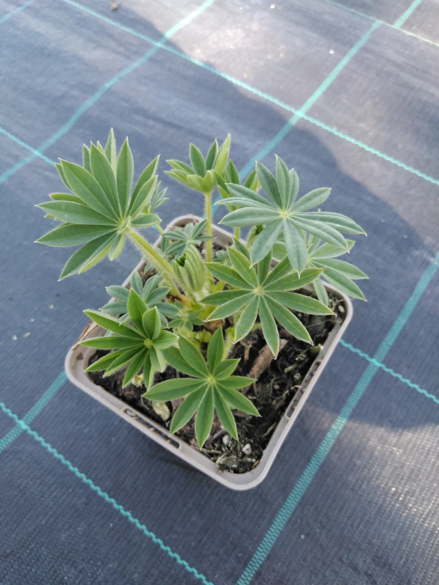 Altramuz Band of Nobles Fräulein - 3. 4. 2025