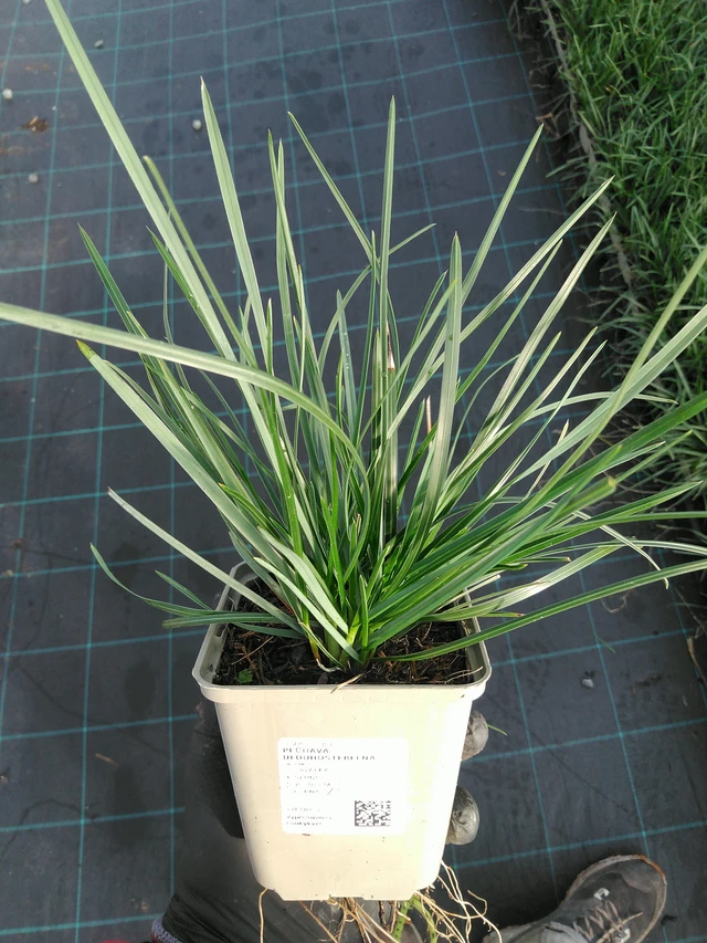 Pěchava dlouhostébelná - 31. 10. 2025