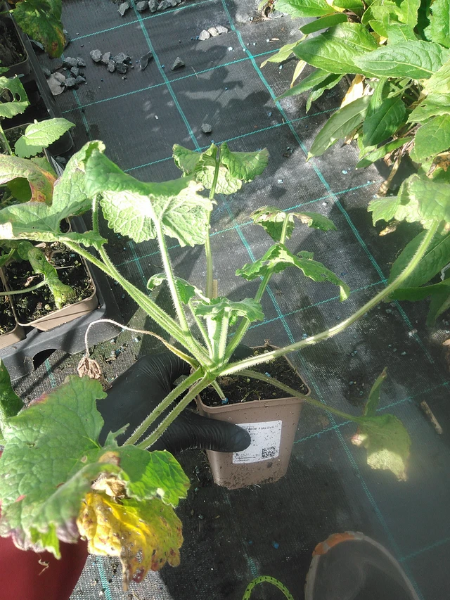 Měsíčnice fialová - 13. 10. 2025