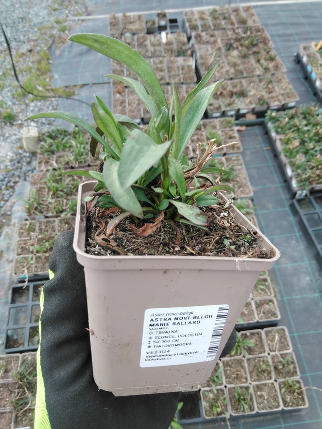 New York Aster Marie Ballard - 8. 4. 2025