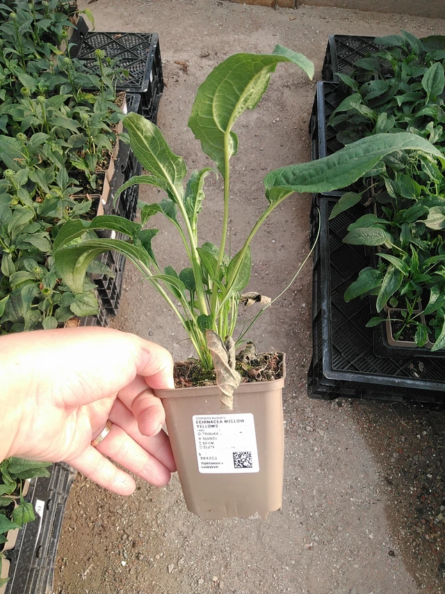 Echinacea Mellow Yellows - 19. 8. 2025