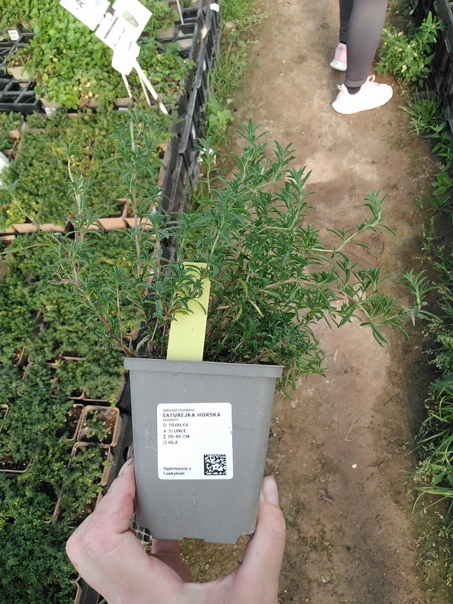 Saturejka horská - 19. 8. 2025