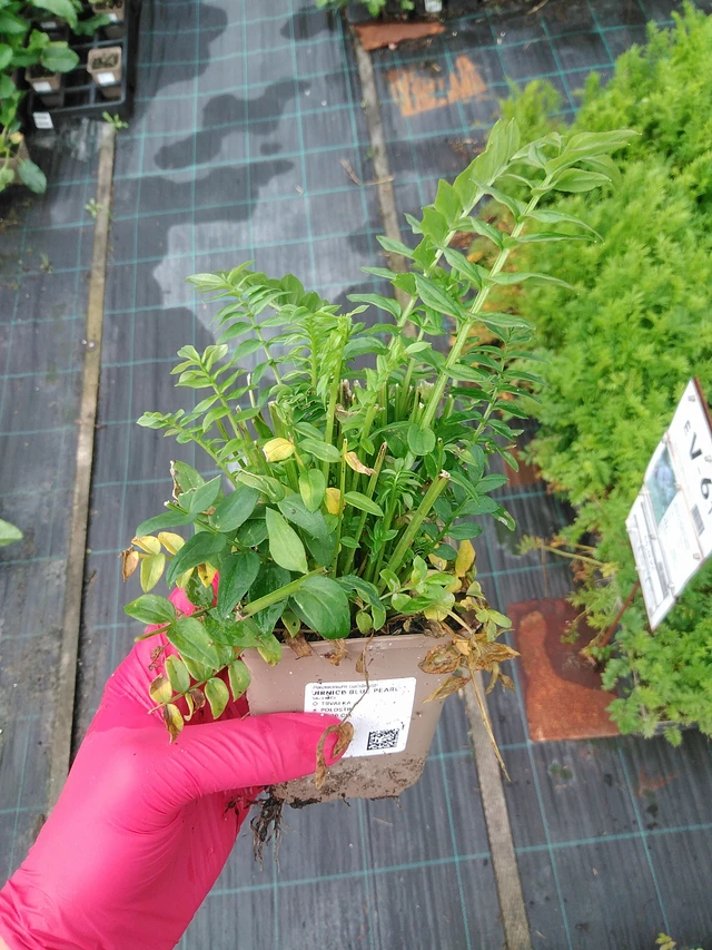 Jirnice Blue Pearl - 29. 7. 2025