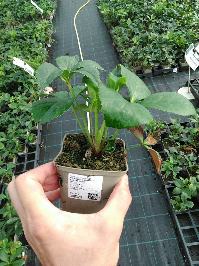 Hellebore Double Ellen Pink - 28. 7. 2025