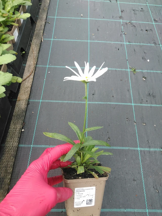 Kopretina Christine Hagemann - 31. 7. 2025