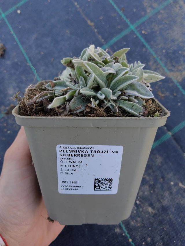 Plesnivka trojžilná Silberregen - 27. 3. 2026