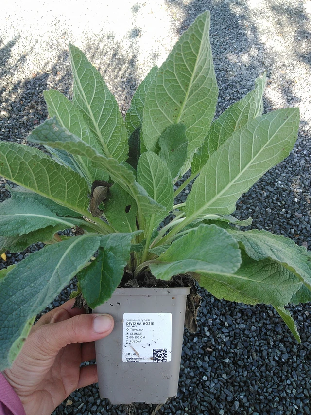 Gordolobo Rosie - 11. 9. 2025