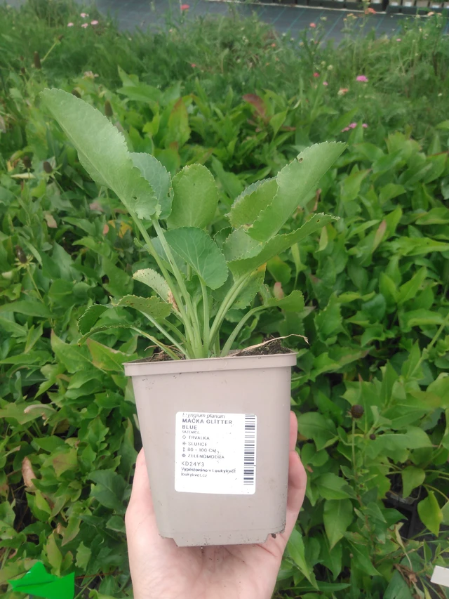 Pallopartiainen Glitter Blue - 2024