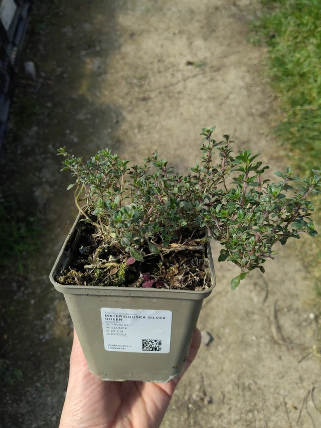 Zitronenthymian Silver Queen - 27. 3. 2026
