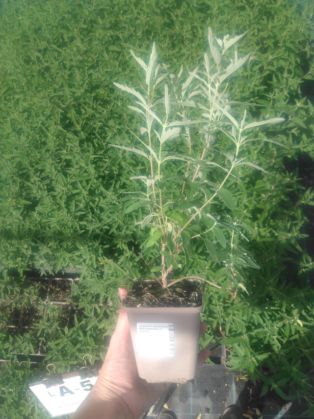 Caryopteris Stephi - 2024