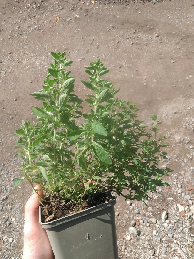 Dobromysl Compactum - 17. 7. 2025