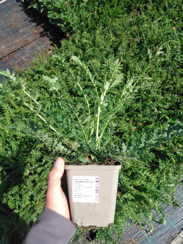 Filipéndula común - 13. 5. 2025