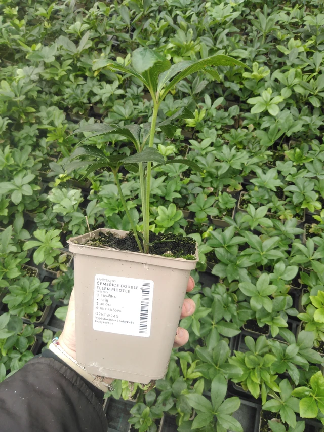 Čemeřice Double Ellen Picotee - 2024