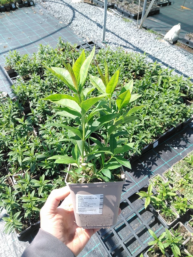 Phlox Duchess of York - 13. 5. 2025