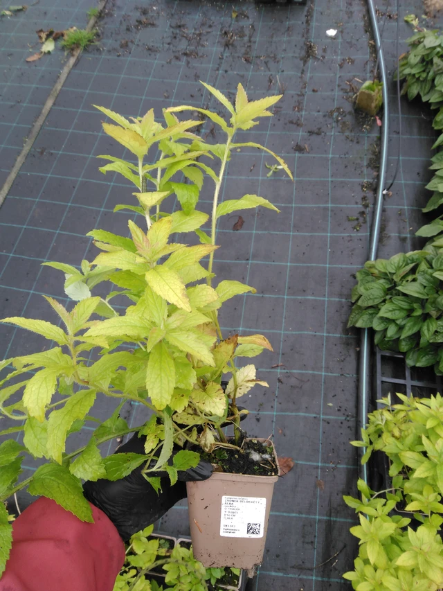 Kellokukka bělokvětý Alba - 23. 10. 2025