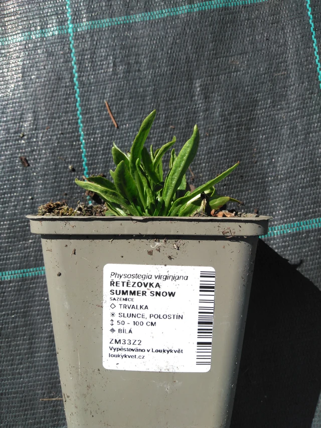 Lythrum Summer Snow - 3. 4. 2025