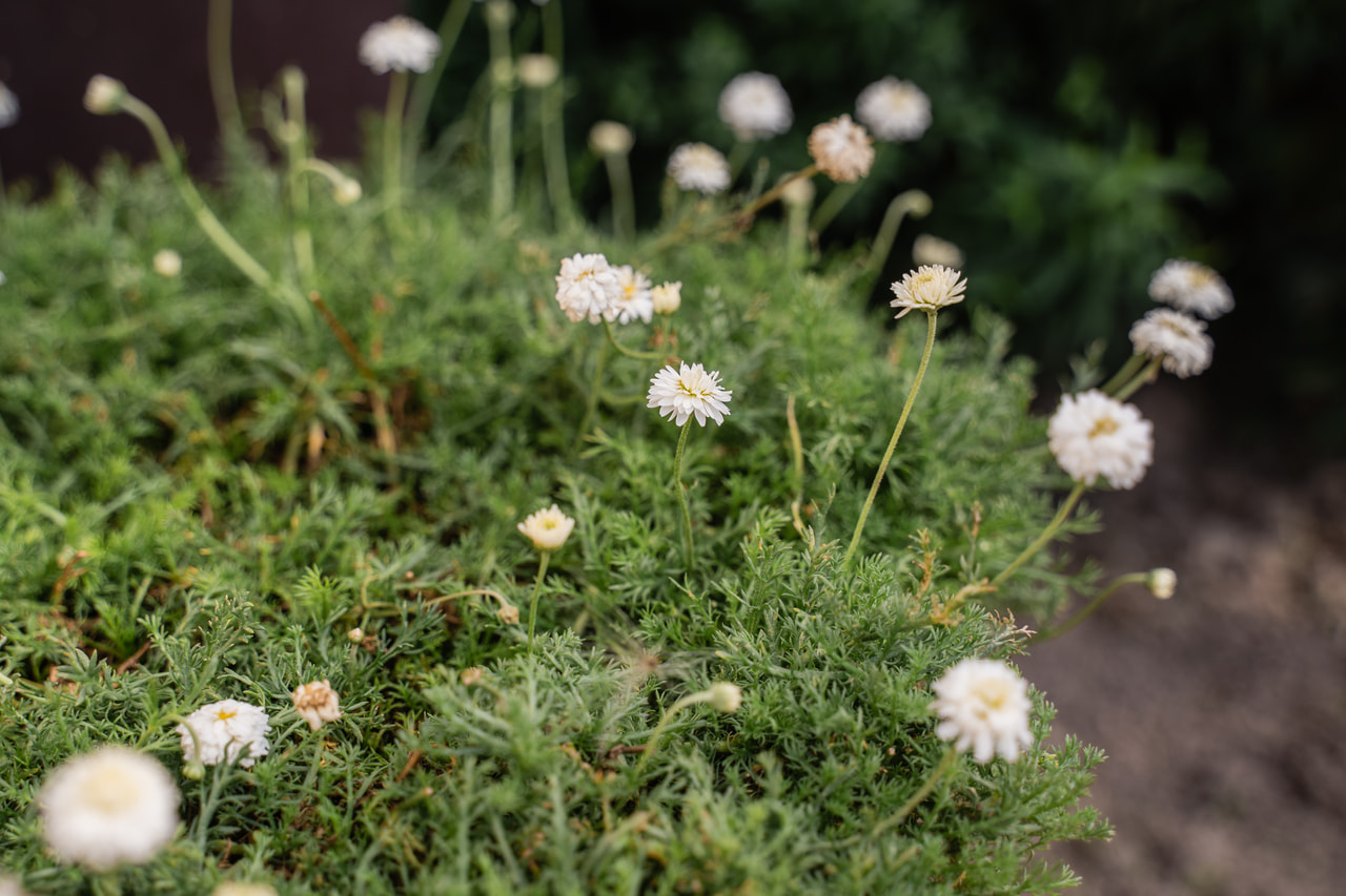 Római kamilla Plenum, Loukykvět