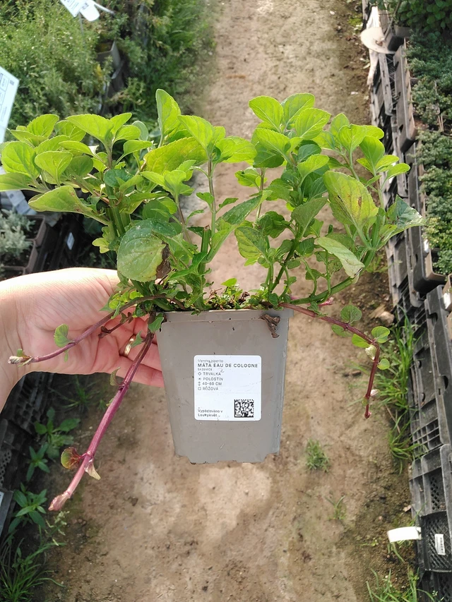 Menta Eau de Cologne - 19. 8. 2025