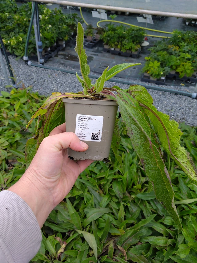 Tähkylä Sixteen Candles - 10. 10. 2025