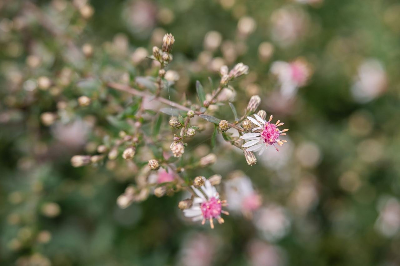 Őszirózsa Lady in Black, Loukykvět