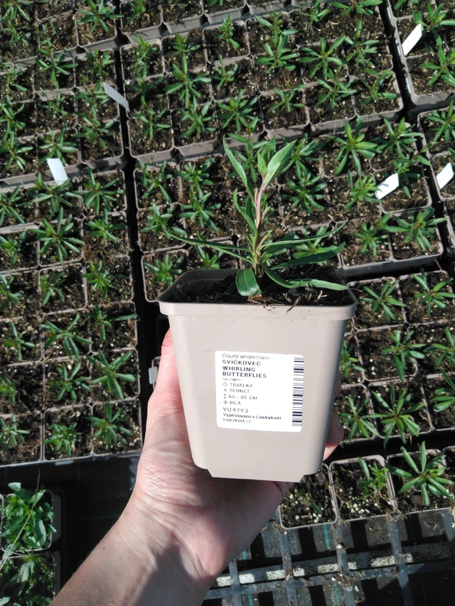 Svíčkovec Whirling Butterflies - 2024