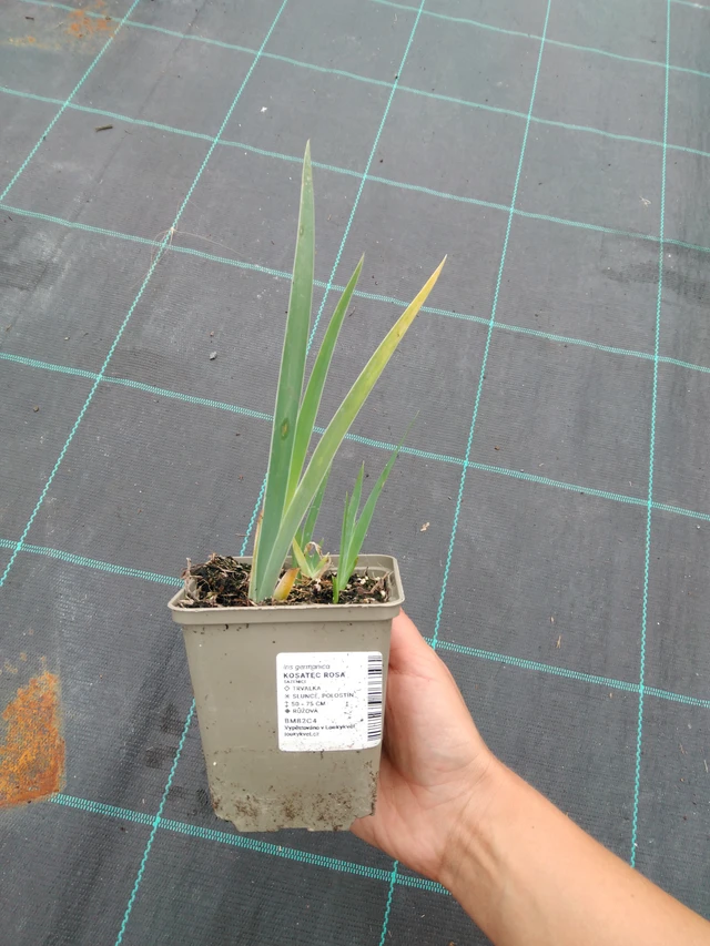 Kosatec Rosa - 10. 9. 2025