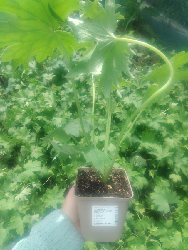 Ostrožka Benary’s Pacific Blue Bird - 2024