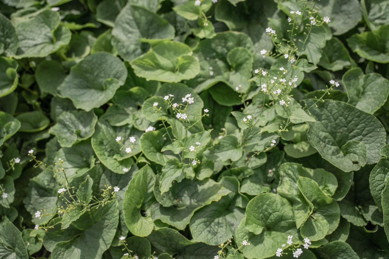 Kaukázusi nefelejcs Betty Bowring, Loukykvět
