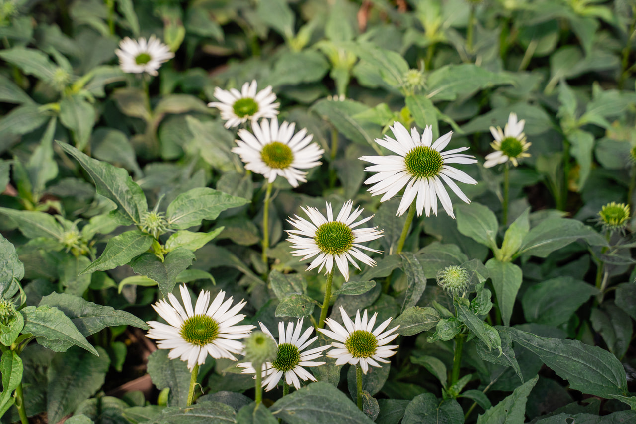 Echinacea Virgin, Loukykvět