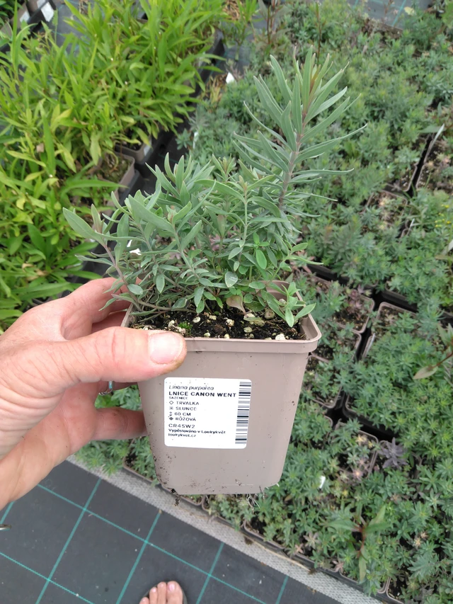 Linaria Canon Went - 2024