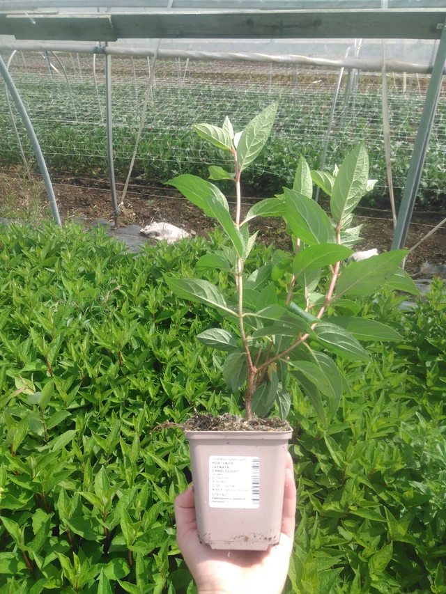 Syyshortensia Candlelight - 2024