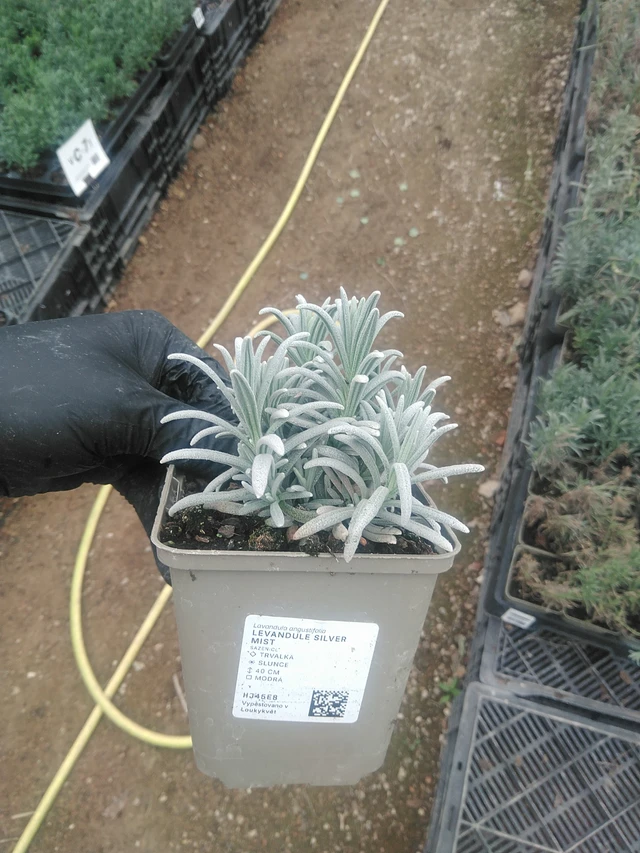 Lavender Silver Mist - 10. 9. 2025